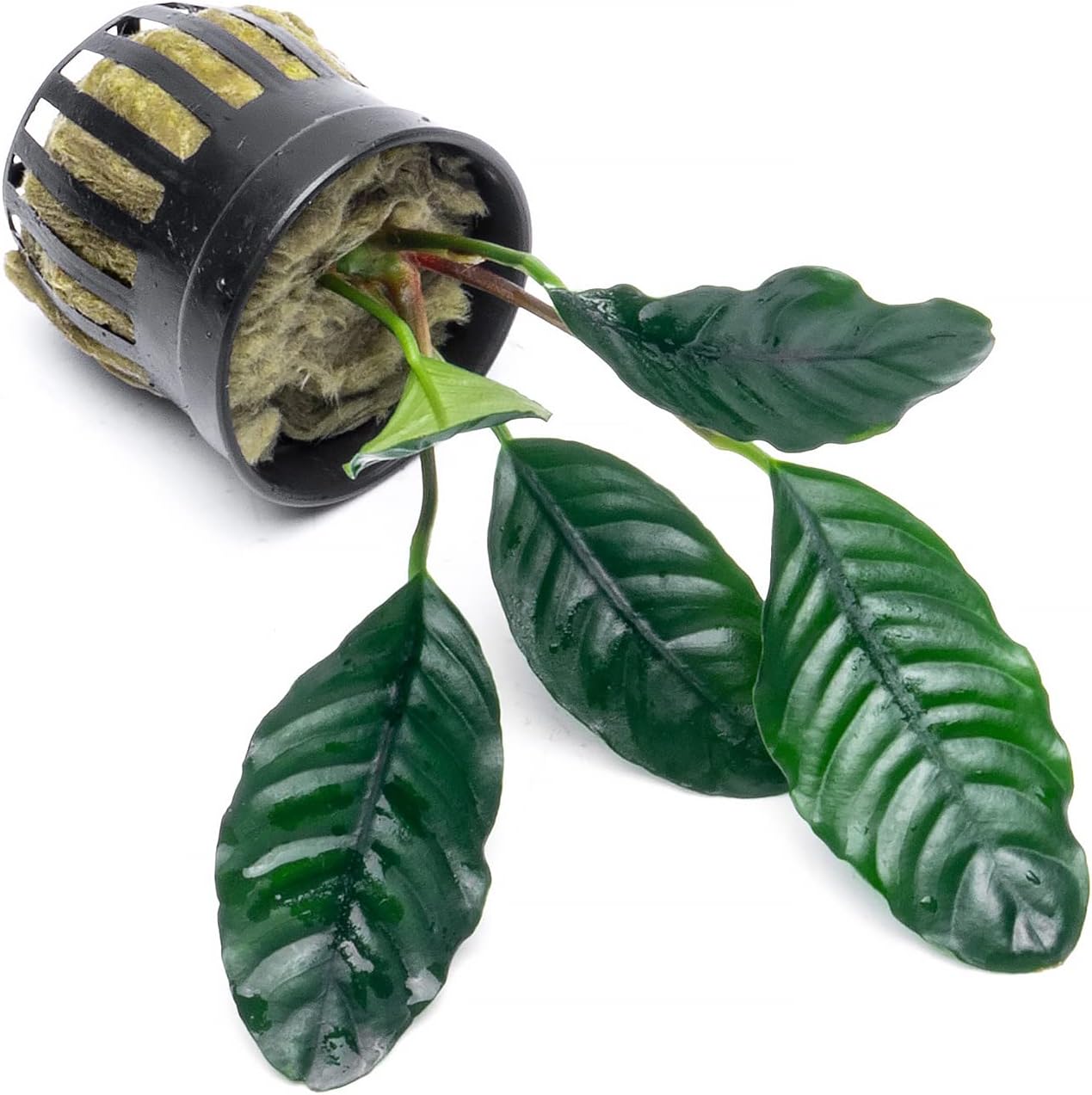 Anubias Live Aquarium Plants - Potted Freshwater Plant for Fish Tanks, Terrariums - Beginner Friendly Low Light (Barteri Coffeefolia, 5 Pots)