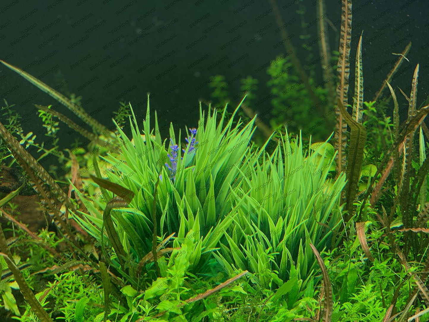 BEGONDIS 2Pcs Aquarium Decorations Fish Tank Artificial Green Water Plants Made of Soft Fabrics Plastic