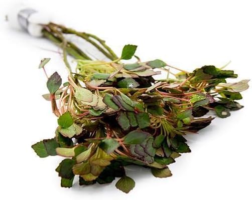 Live Aquarium Stem Plants - Freshwater Aquatic Plant for Fish Tanks, Aquascaping - (Nesaea Pedicellata Golden, 4 Bunches)