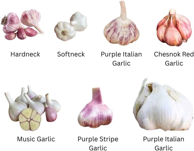 1 Pound Garlic for Planting in Fall Mix Random Softneck Hardneck, 8 Assorted Garlic Bulbs for Planting, Fresh and High Yield Bulb Variety Pack, Hardy and Fast Growing