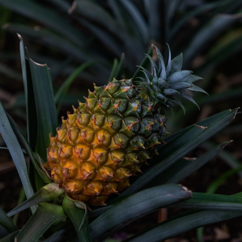 1 Gold Pineapple Plant Live for Planting, Sweet Pineapple Fruit Tree Live Plant 5 to 8 Inch Tall, Pineapple Starter Plants
