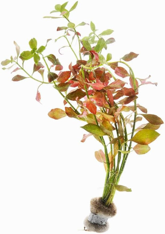 Live Plants – Ludwigia Ovalis – Moderate to High Light, Green to Orange, Midground Accent – Lead Bunch, 4 Pack