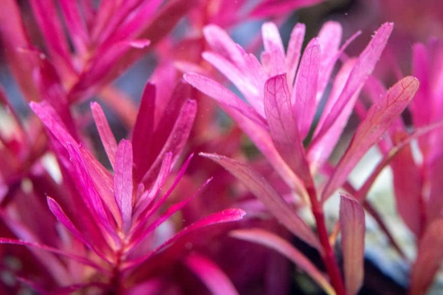 Live Aquarium Stem Plants - Freshwater Aquatic Plant for Fish Tanks, Aquascaping - (Rotala Narrow Leaf Sp. Red, 1 Bunch)