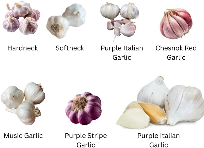 1 Pound Garlic for Planting in Fall Hardneck, 8 White Garlic Bulbs for Planting, Fresh and High Yield Bulb Variety Pack, Hardy and Fast Growing