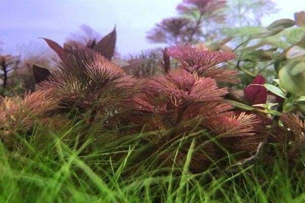 Live Aquarium Red Stem Plants - Freshwater Aquatic Plant for Fish Tanks, Aquascaping - (Lemon Bacopa Caroliniana, 1 Bunch)