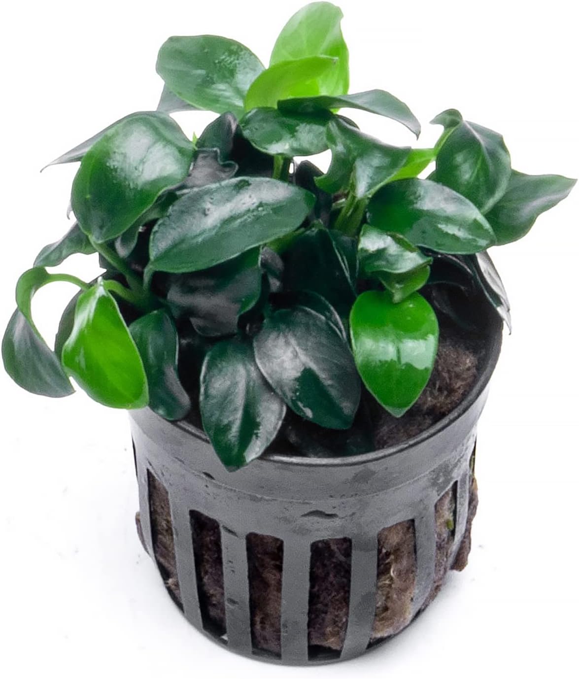 Anubias Live Aquarium Plants - Potted Freshwater Plant for Fish Tanks, Terrariums - Beginner Friendly Low Light (Nana Petite, 1 Pot)