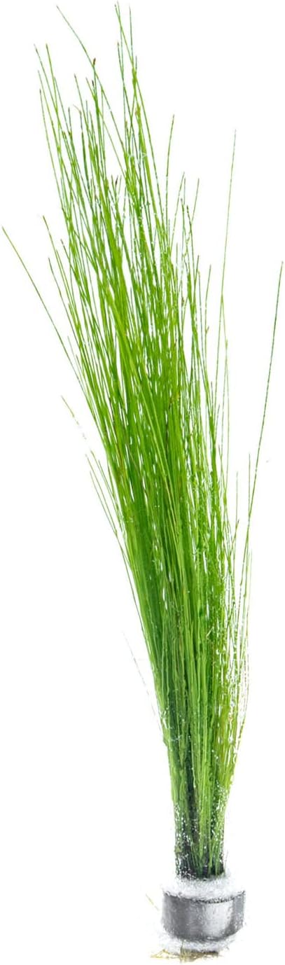Live Aquarium Stem Plants - Freshwater Aquatic Plant for Fish Tanks, Aquascaping - (Eleocharis Vivipara, 1 Bunch)