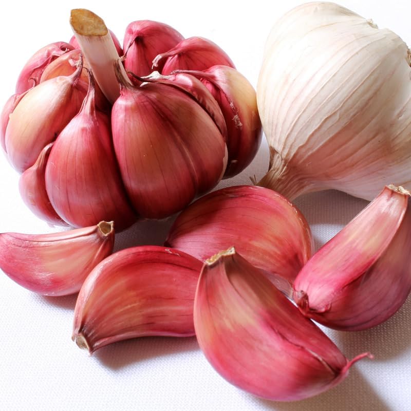 1 Pound Garlic for Planting in Fall Hardneck, 8 Chesnok Red Garlic Bulbs for Planting, Fresh and High Yield Bulb Variety Pack, Hardy and Fast Growing