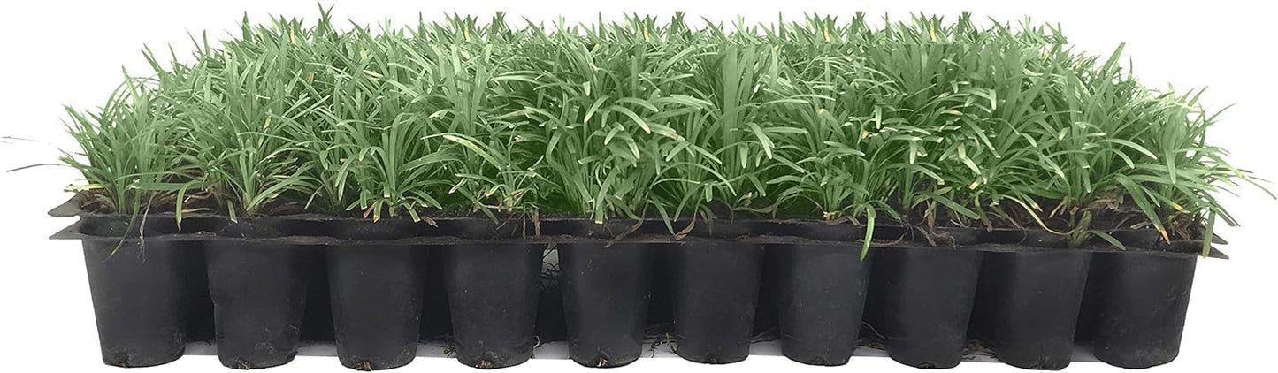 Dwarf Mondo Grass | 40 Live Plants | Japonicus Nanus | Shade Loving Evergreen Lilyturf Groundcover