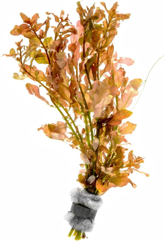 Live Aquarium Stem Plants - Freshwater Aquatic Plant for Fish Tanks, Aquascaping - (Moneywort Bacopa Monnieri, 1 Bunch)