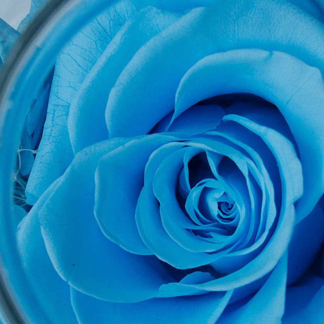 Preserved Real Roses with Colorful Mood Light Wishing Bottle,Eternal Rose，Never Withered Flowers, Christmas Anniversary Valentine's Mother's Day,a Gifts for Women 4.3inch 1pcs（Light Blue）