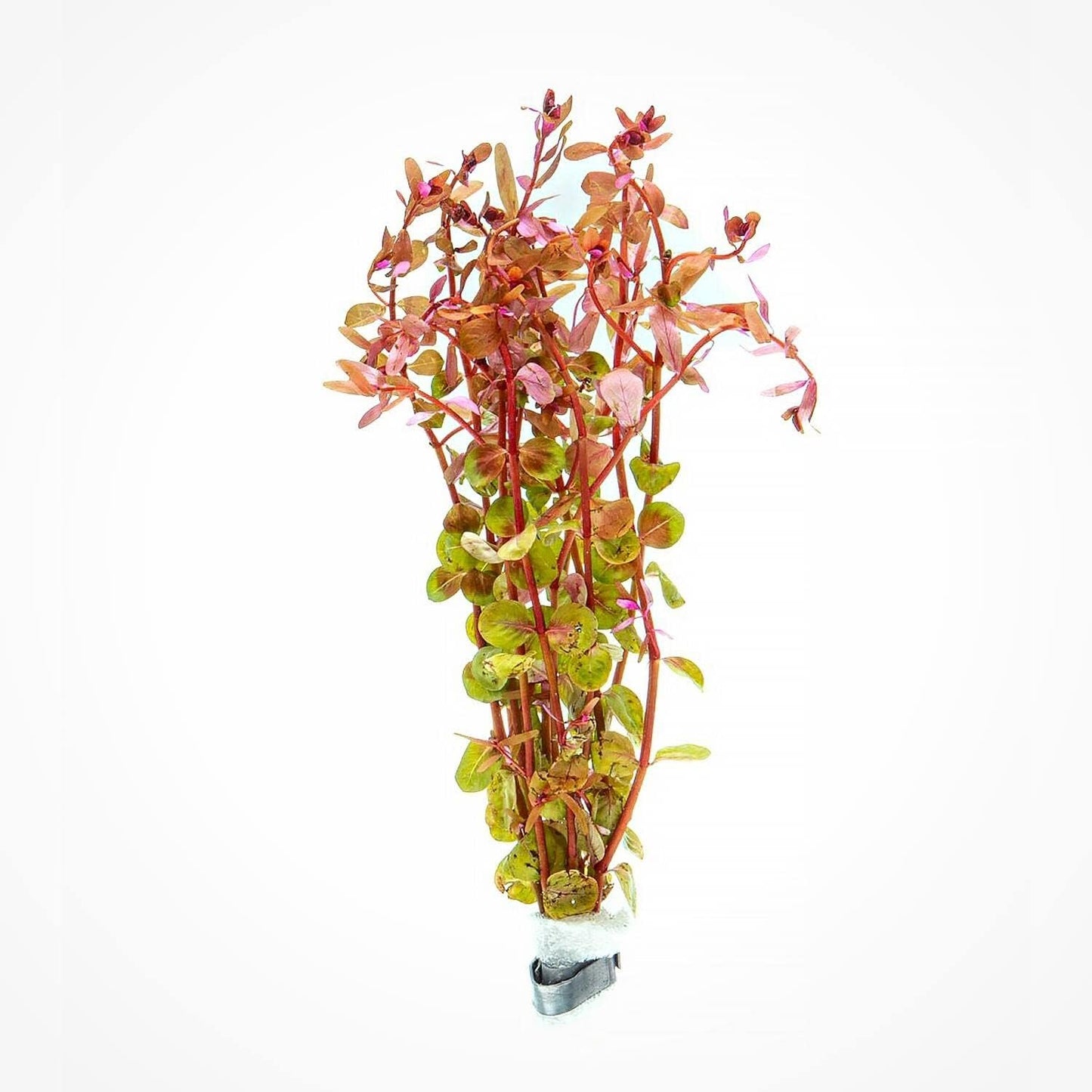 Live Aquarium Red Stem Plants - Freshwater Aquatic Plant for Fish Tanks, Aquascaping - (Rotala Wallichii, 1 Bunch)