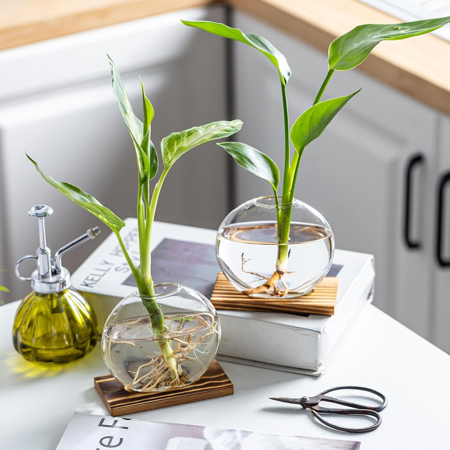 Glass Planter Propagation Station with Wooden Base - Clear Oblate Hydroponic Vase, Decorative Desktop Flower Vase for Home, Office, Windowsill - Gift for Plant Lovers (4)