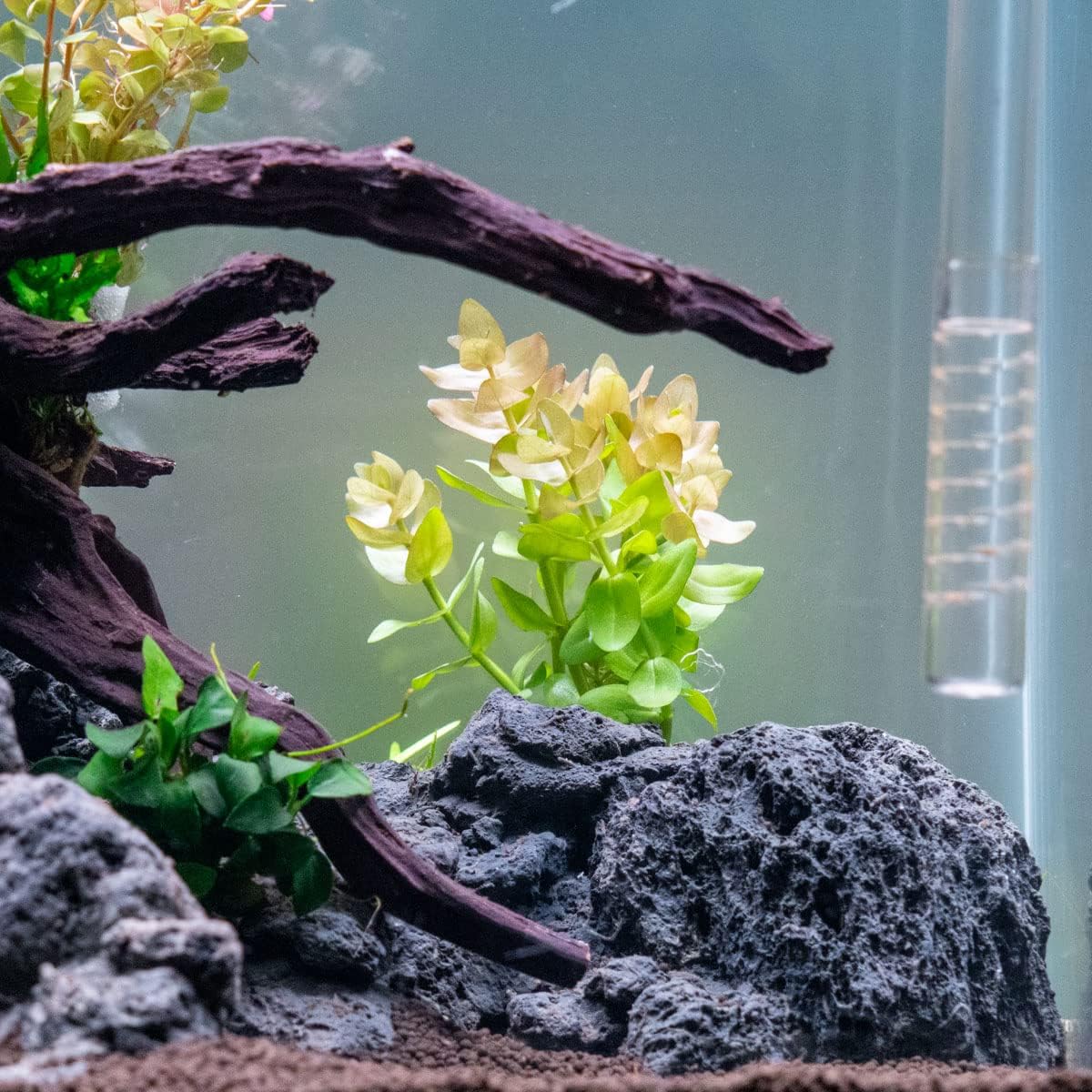 Live Aquarium Red Stem Plants - Freshwater Aquatic Plant for Fish Tanks, Aquascaping - (Ludwigia Natans Super, 1 Bunch)