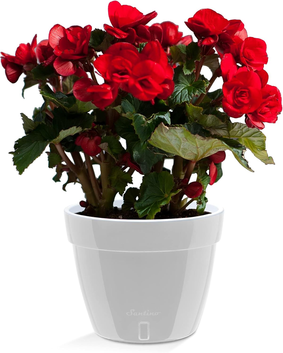 Santino ASTI 11.8 Inch Self Watering Planter GREY/WHITE for Indoor Plants - Premium Quality Modern Plastic Planter Pot w/ Water level Indicator for All House Herbs, Plants, African Violets and Dahlias