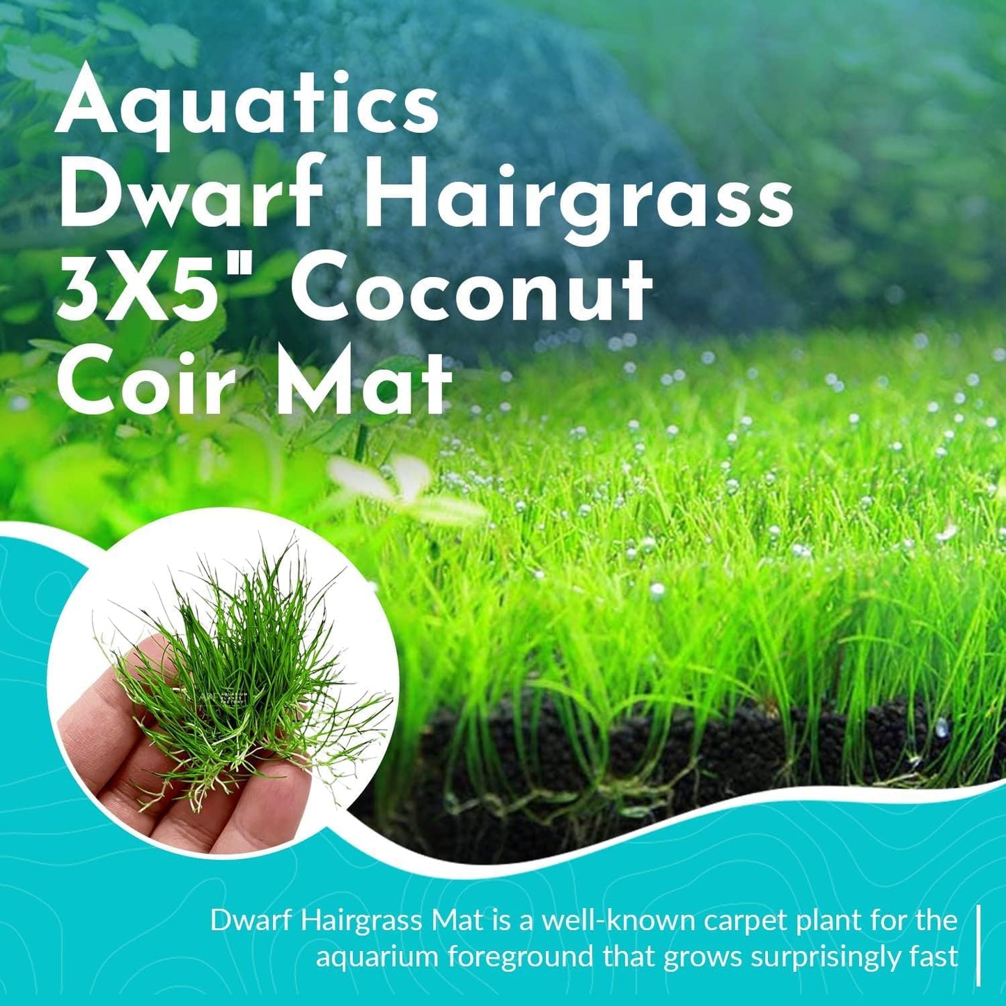 Aquarium Dwarf Hairgrass MAT - All Natural & Organic Aquatic Hair Grass - Help to Filter The Water - Long Lasting & Easy to Care - Suitable for Summer & Winter - 3 X 5 Inch