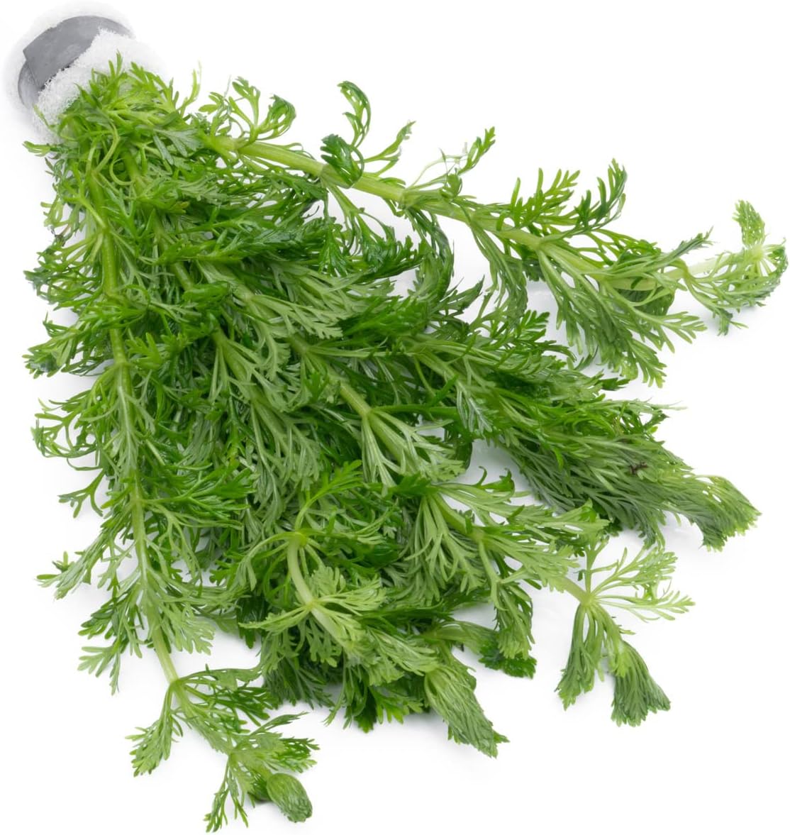 Live Aquarium Stem Plants - Freshwater Aquatic Plant for Fish Tanks, Aquascaping - (Micranthemum Umbrosum Giant Baby Tears, 1 Bunch)