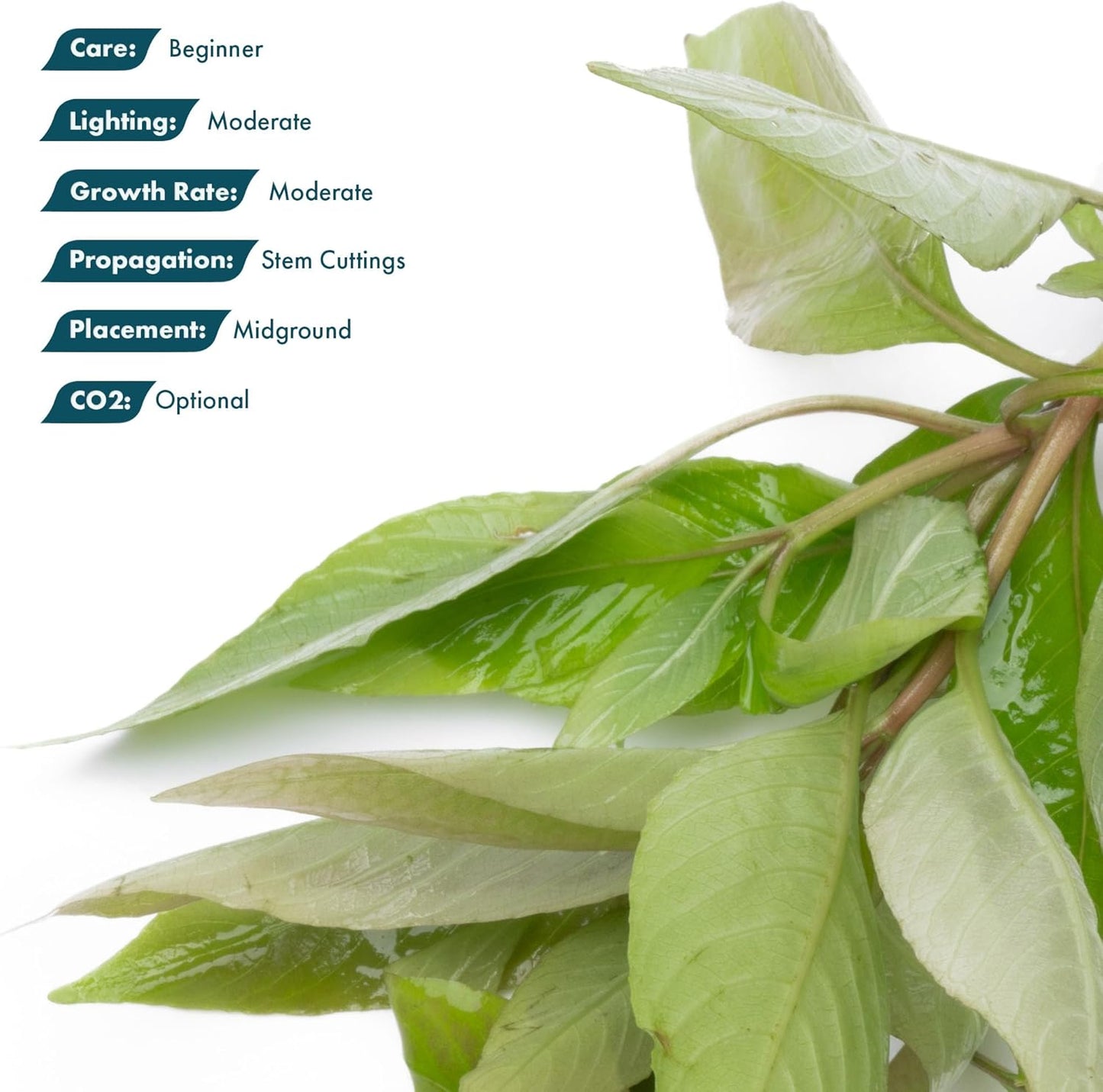 Dwarf Hygrophila Corymbosa Siamensis Live Aquarium Plant - Freshwater Fish Tank Decorations and Natural Aquatic Decor (1)