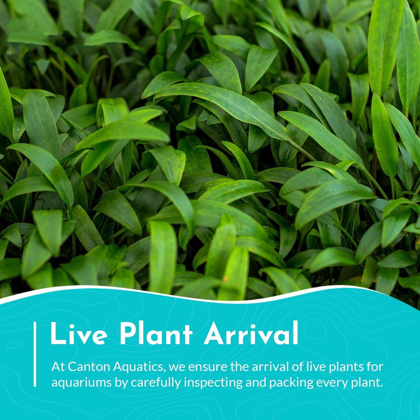 Cryptocoryne Crypt Lucens Small