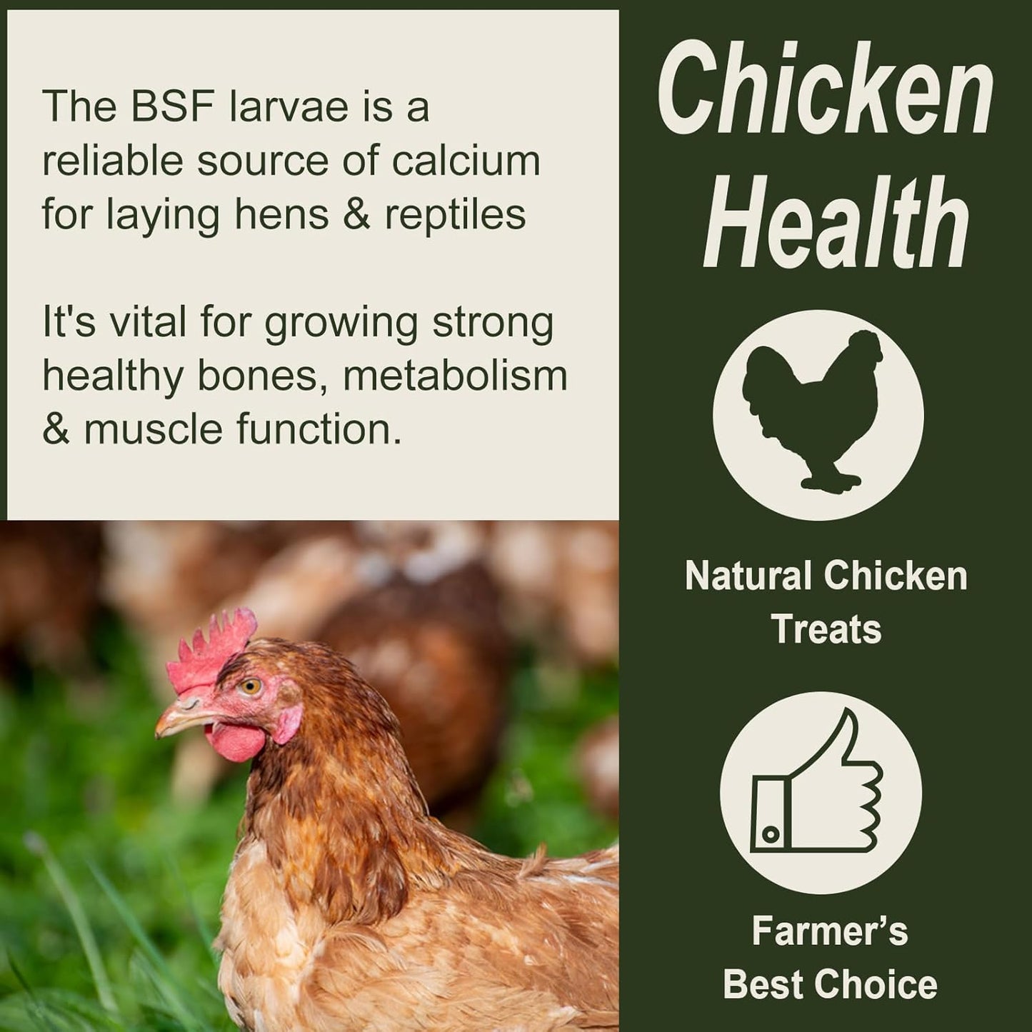 Adaman Dried Black Soldier Fly Larvae 10 LBS-100% Natural Non-GMO BSF Larvae-More Calcium Than Dried Mealworms High-Protein Chickens Treats, Food for Wild Birds, Ducks, Layer Hens