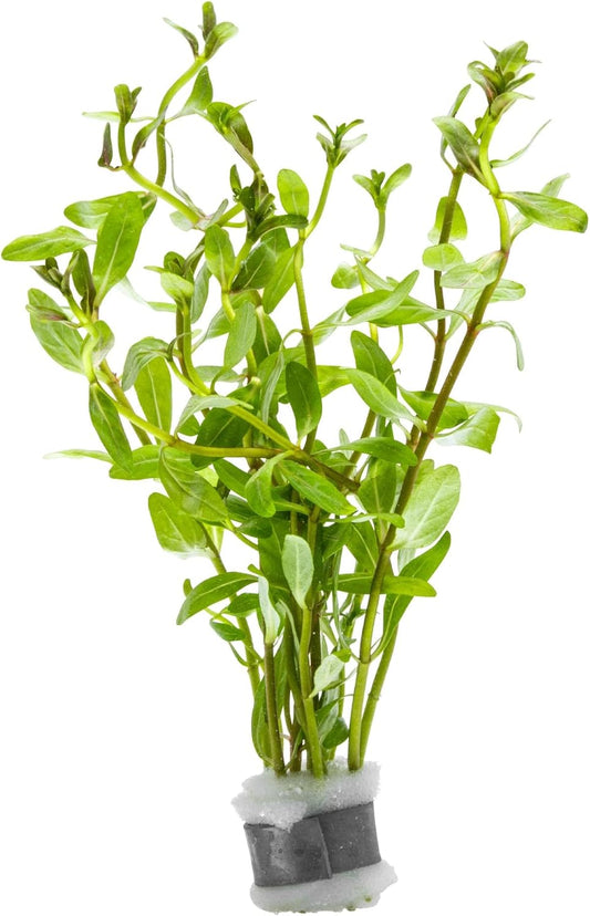 Live Plants - Ammannia Sulawesi - Orange to Pink Stem Plant for High Light Freshwater Aquarium Aquascapes, Midground to Background, Orange, Pink, Green Accent - Lead Bunch