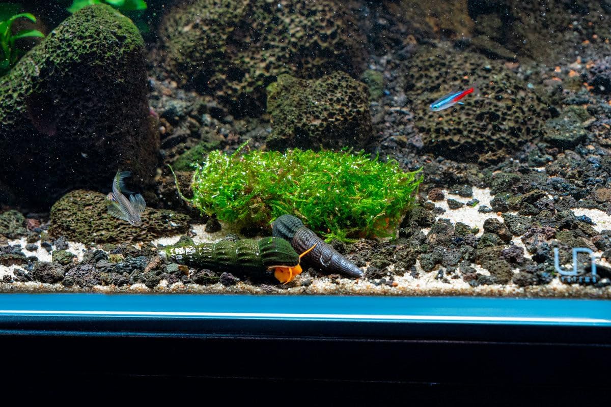 Live Aquarium Plants on Driftwood, Lava Rock, Moss, Fiber Mat - Freshwater Fish Tanks - Easy, Beginner Friendly (Christmas Moss on Clay)