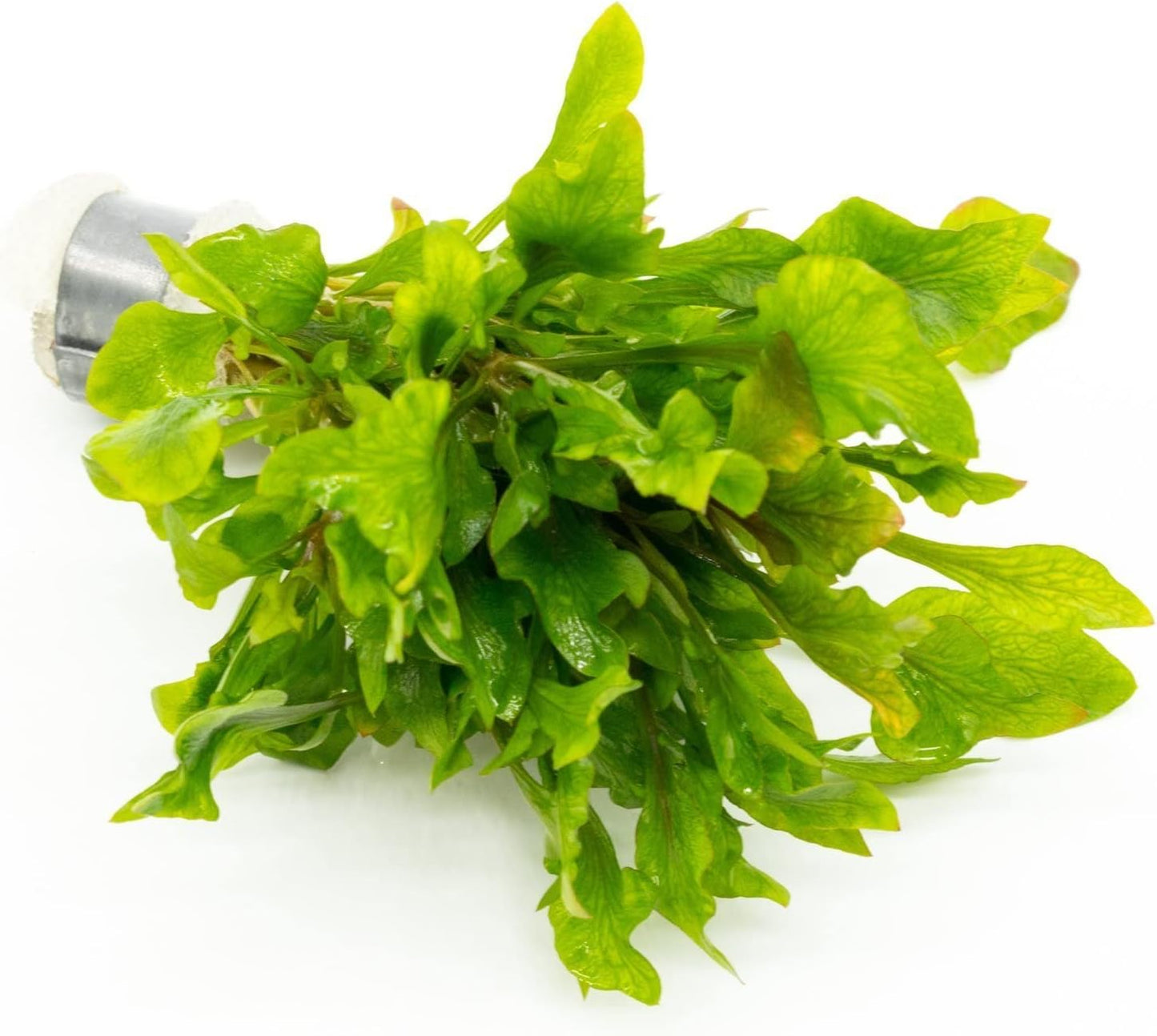 Live Aquarium Stem Plants - Freshwater Aquatic Plant for Fish Tanks, Aquascaping - (Ammania Senegalensis, 1 Bunch)