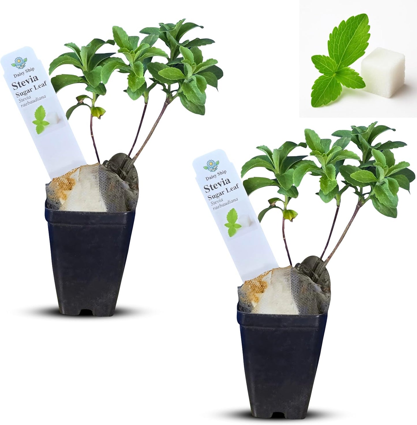 Live Stevia rebaudiana Plants, Sweet Leaf or Sugar Leaf, Natural Sugar Substitute Herb, Easy to Grow (2 stevia Cups)