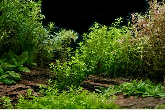 Aquarium Background Underwater Green Grass Leaves Stone Aquarium Backdrop Vivid and Fresh Green Aquatic Plant Stone River Bed and Lake Fish Tank Background Decor Vinyl 60x24in