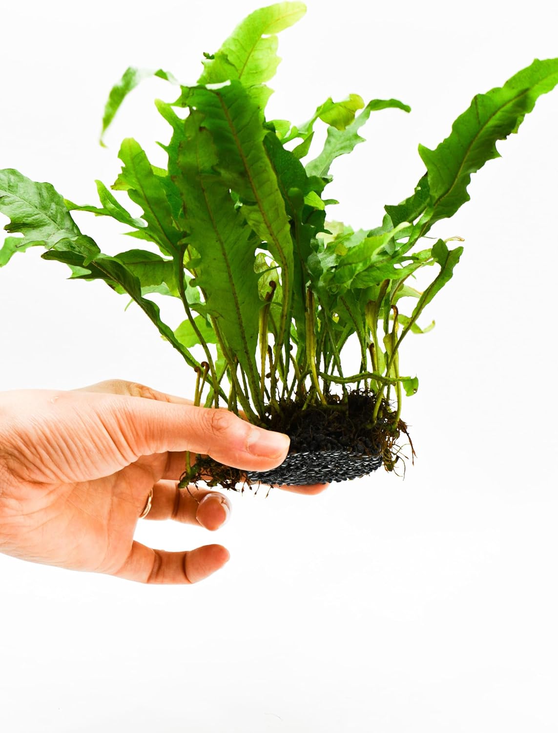 Java Fern Live Aquarium Plants – Windelov, Narrow Leaf & More– Easy Aquascaping Plants for Freshwater Tanks, Low Light, No CO₂ (Java Fern Lionfish on Nutripad)
