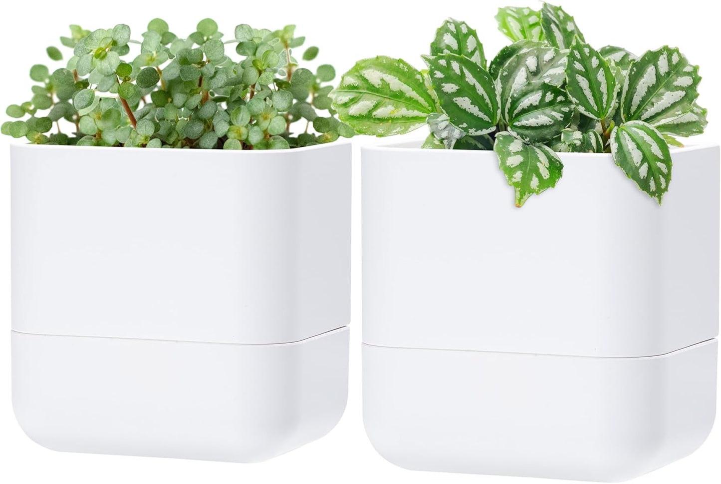 Phoenix Vine 6.5-Inch Wall Mounted Self-Watering Planter Pot for Indoor Houseplants and Herbs | Modern Hanging Planter for Window Sills, Bathroom Walls, Home & Office Décor, White, Set of 2, 01-WP-W-2