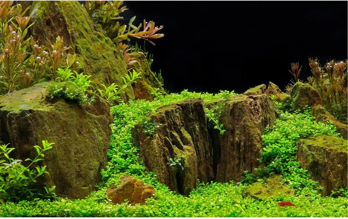 Aquarium Background Exquisite Underwater Grass with Moss Aquarium Backdrop Mysterious Stone Aquarium Background Durable Vivid and Fresh Leaves Background Tank Backdrop Decor Vinyl 72x24in