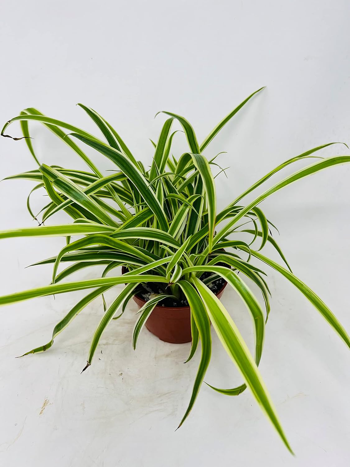 Reverse Variegated Spider Plant - Easy to Grow/Cleans The Air - 4in Pot