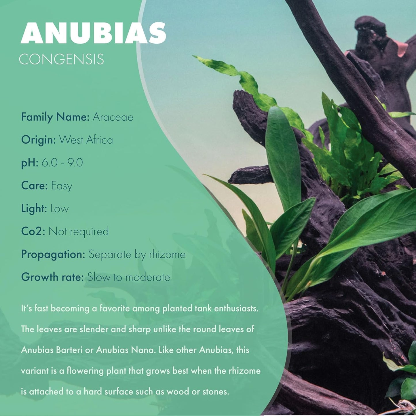 Anubias Live Aquarium Plants - Potted Freshwater Plant for Fish Tanks, Terrariums - Beginner Friendly Low Light (Congensis, 1 Pot)
