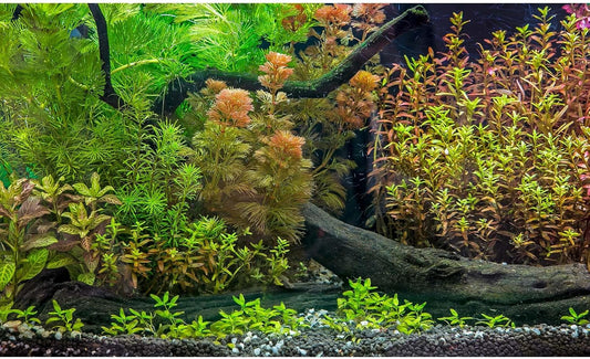Aquarium Backdrop Underwater Grass Leaves with Pebbles Exquisite Aquarium Background Vivid Green Aquatic Plant Stone River Bed Fish Dead Wood Fresh Leaves Tank Background Decors Vinyl 48x20in