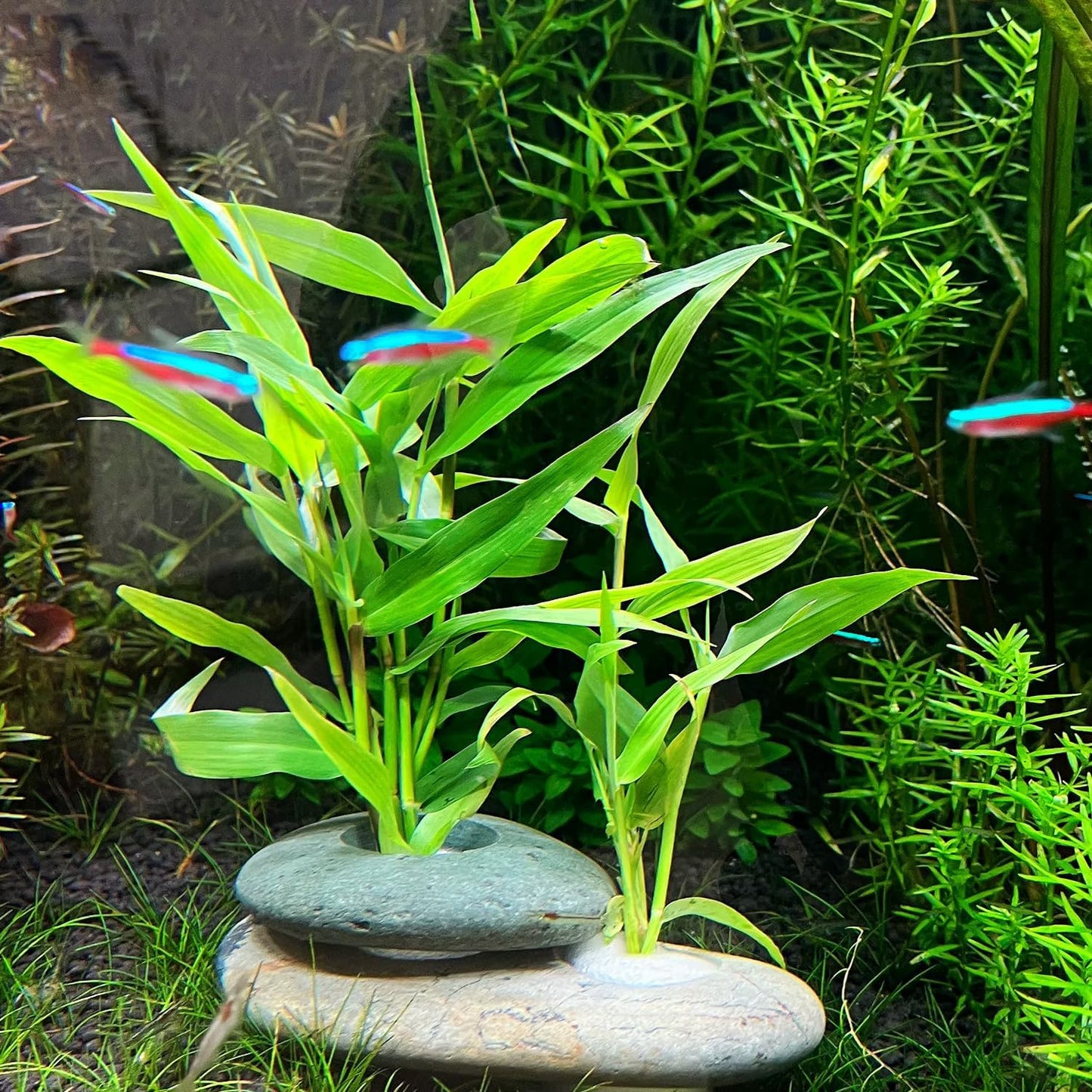 Natural River Stone Plant Weights for Aquarium, Handmade Pebble Anchors for Aquatic Plants, Fish Tank Decorations, Unique Shape & Size, Landscape Plant Weights (0.8″ 2holes 6pcs)