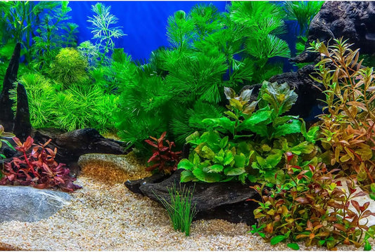 Aquarium Background Underwater Grass Leaves with Pebble Fish Tank Background Vivid Green Aquatic Plant Stone River Bed Terrarium Background Lake Fish Dead Wood Tank Background 48x24in
