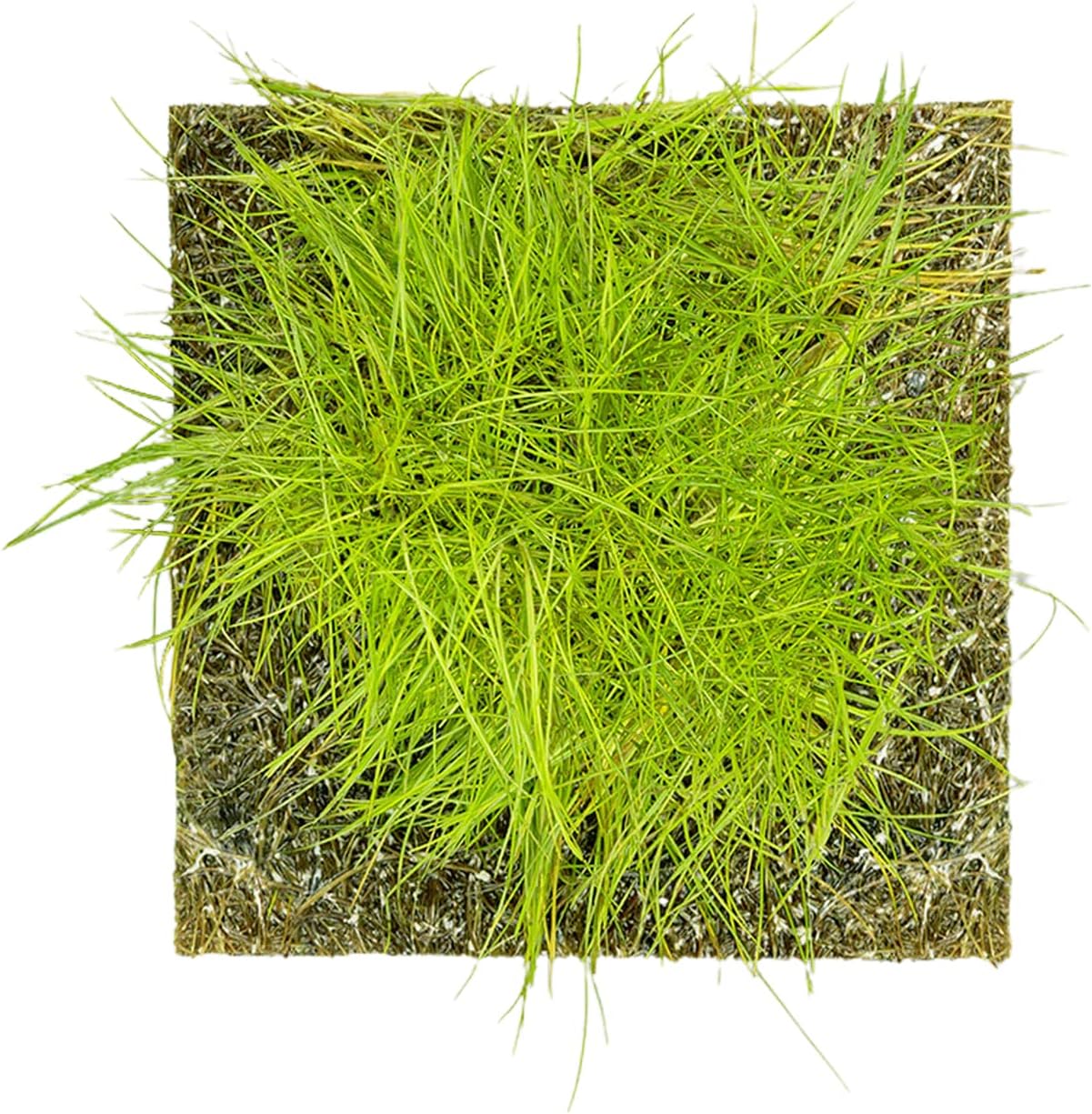 Aquarium Dwarf Hairgrass MAT - All Natural & Organic Aquatic Hair Grass - Help to Filter The Water - Long Lasting & Easy to Care - Suitable for Summer & Winter - 3 X 5 Inch