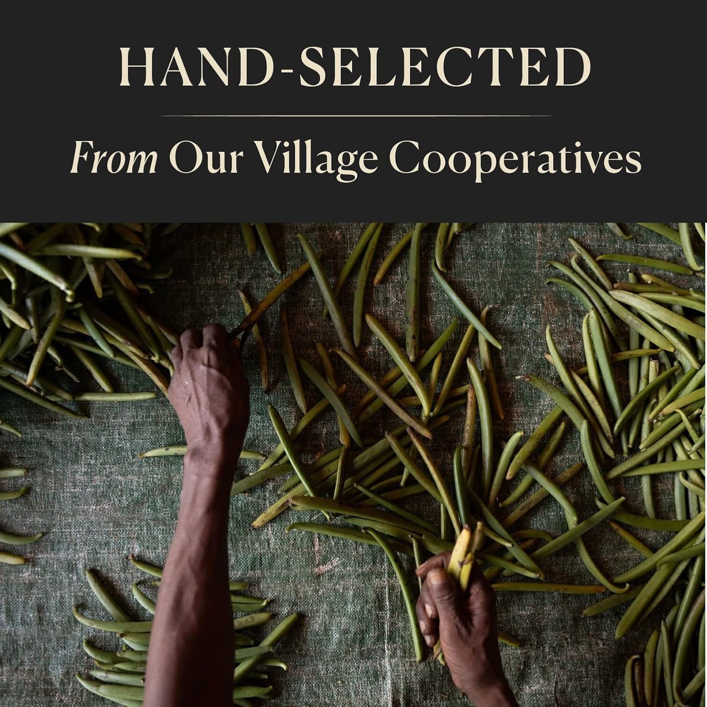 10 Organic Madagascar Whole Vanilla Beans, Grade A Pods, Premium Vanilla Beans for Making Extract & Baking - Cook’s