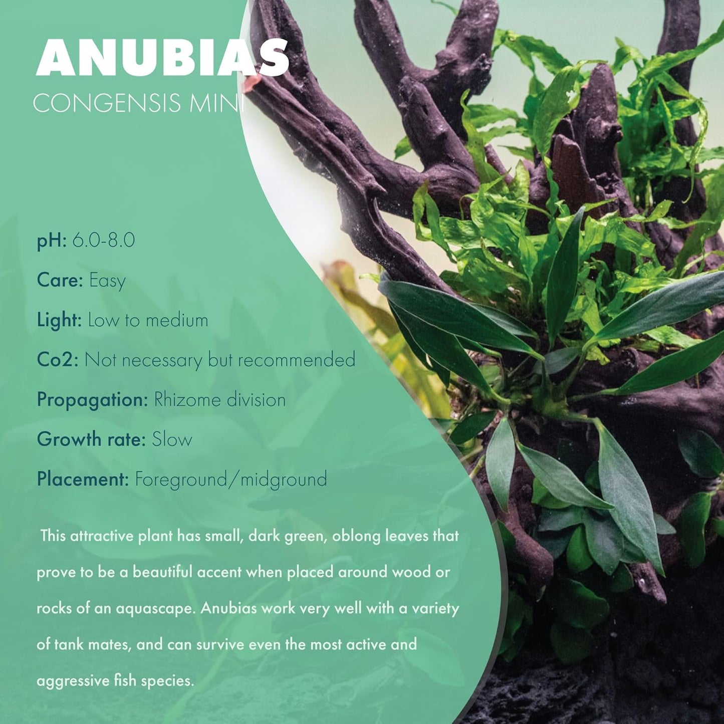 Anubias Live Aquarium Plants - Potted Freshwater Plant for Fish Tanks, Terrariums - Beginner Friendly Low Light (Congensis Mini, 1 Pot)