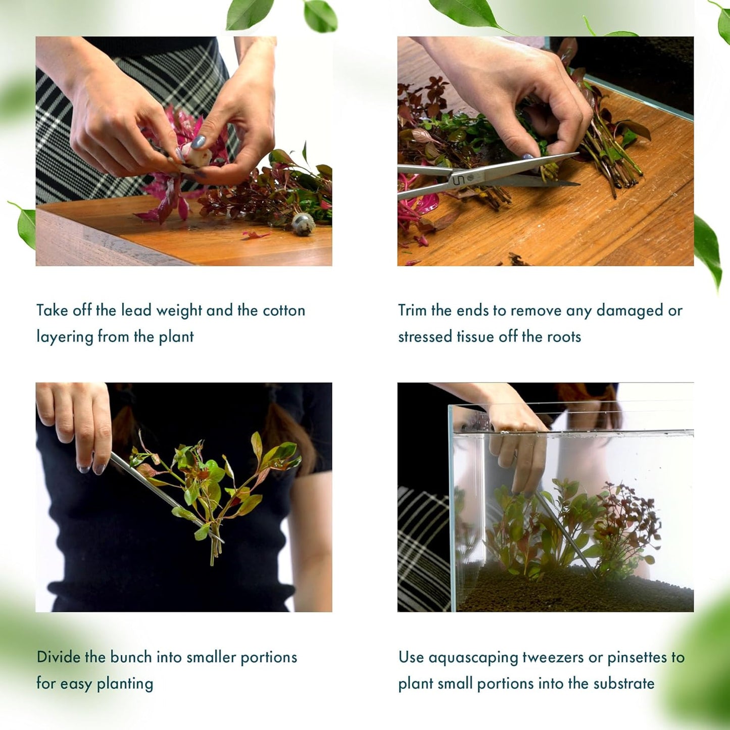 Dwarf Hygrophila Corymbosa Siamensis Live Aquarium Plant - Freshwater Fish Tank Decorations and Natural Aquatic Decor (1)