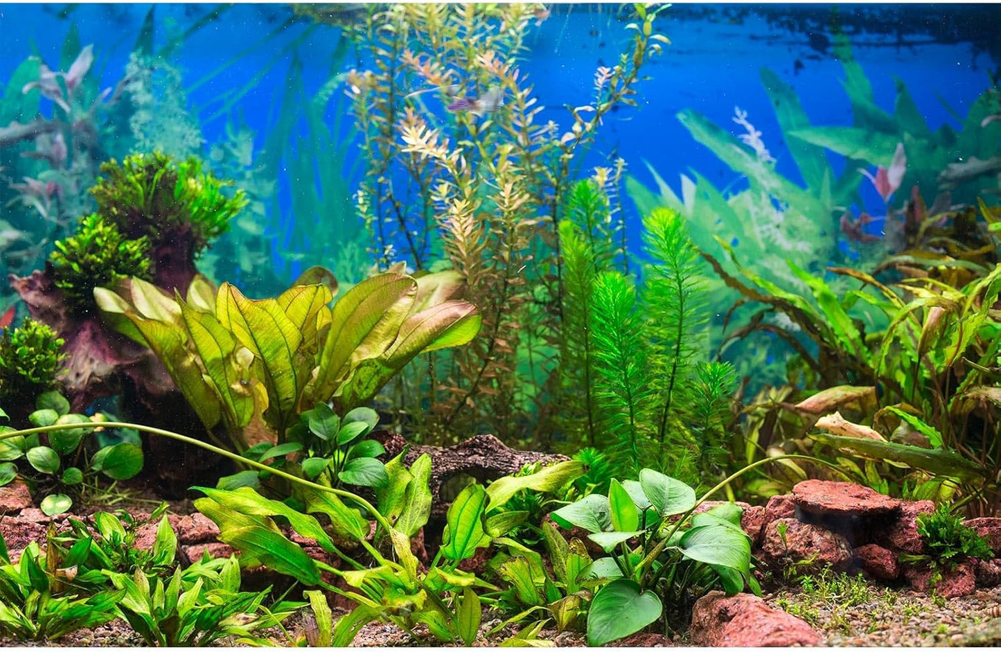 Aquarium Background Various Underwater Grass Plants Fish Tank Background Vivid Fresh Green Aquatic Plants Stone River Bed Dead Wood Purple Stone Terrarium Wallpaper 36x18in